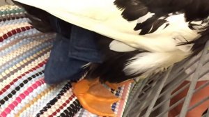 А ТАКОЕ ВИДЕЛИ?  Я  так впервые -  памперс для гуся