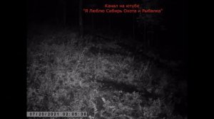 ТИХАЯ ОХОТА НА СИБИРСКУЮ КОСУЛЮ СОЛОНЦЫ QUIET HUNTING FOR SIBERIAN ROE DEER SOLONTSY