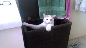 Неудачный прыжок кота