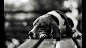 SAD MUSIC/ГРУСТНАЯ МУЗЫКА