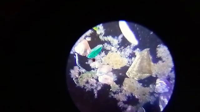 ИНФУЗОРИЯ ТУФЕЛЬКА смотреть онлайн