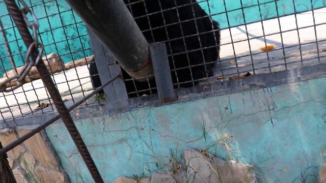 Ульяна с Умкой тоже любят рыбу!!! Тайган. Белогорск. Крым. смотреть онлайн