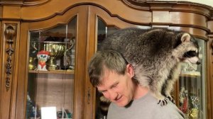 Raccoon asking for help from dad to get down from the closet.