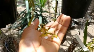 orquídeas oncindium, encyclia, cattleya forbesii, e outras