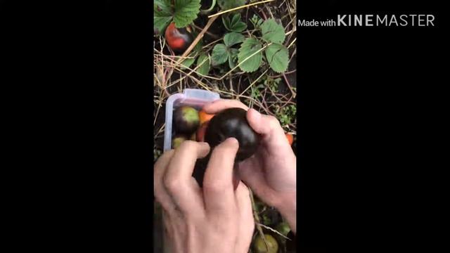 Vlog:Black Tomatoes/Что у нас в огороде в октябре/ Черные помидоры 🍅??? смотреть онлайн