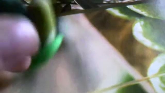 мои поделки из полимерной глины