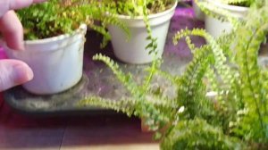 Какие лампы Я использую для своих растений. Фитолампы. Фитолампы обзор. Светильник для растении.