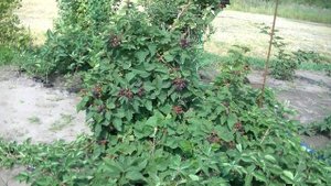 Ежевика сорта  Валдо.