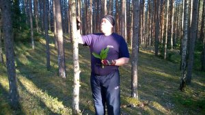 Лишь только подснежник...