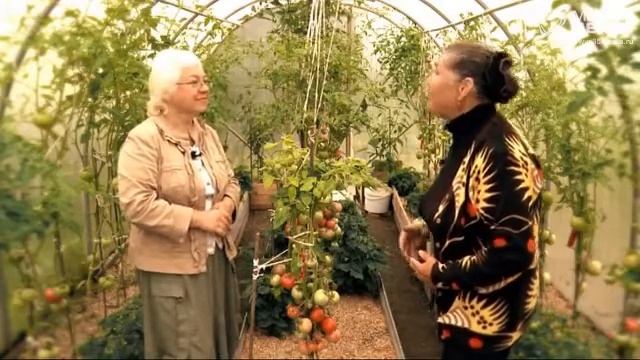 Дачные советы 27.07.17. Спасаем растения от плохой погоды. смотреть онлайн