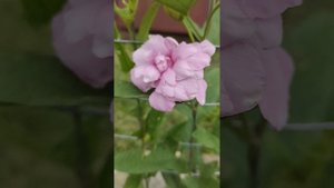 Калистегия махровая.