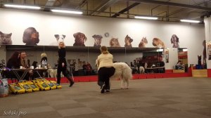 РУССКАЯ БОРЗАЯ. Выставка борзых. Апрель 2016 | BORZOI. Sighthound dog show. April 2016