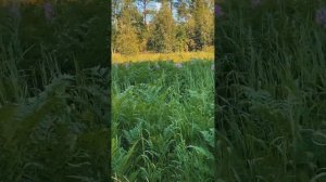 Прогулка по местным озёрам. Белое озеро. Карьер в Золотово.