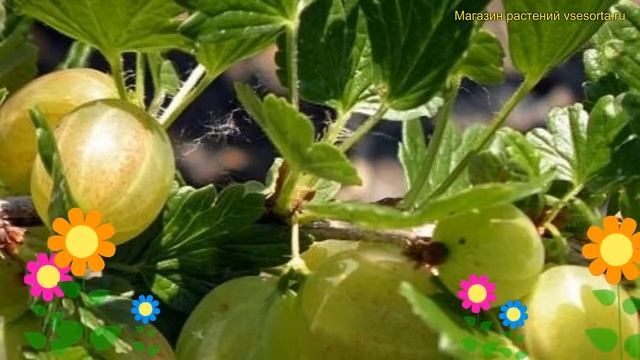 Крыжовник обыкновенный Хайномеки Грон. Краткий обзор, описание характеристик Hinnonmaki Gron смотреть онлайн