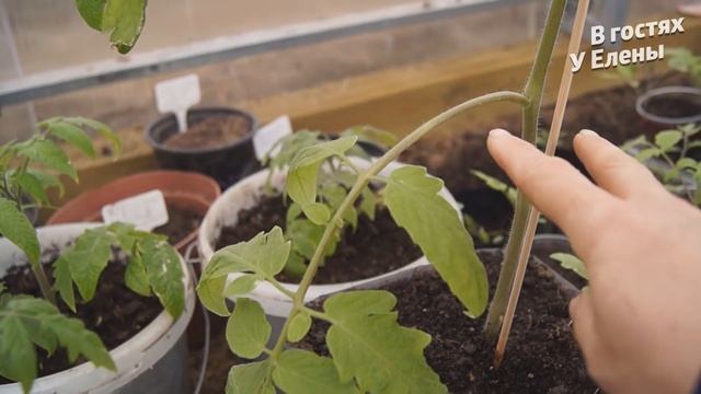 ДАЧА.ТЕПЛИЦА. МОРОЗ СНЕГ.СОСТОЯНИЕ РАССАДЫ НА 13 АПРЕЛЯ. ЧТО С ДЕРНОМ. смотреть онлайн