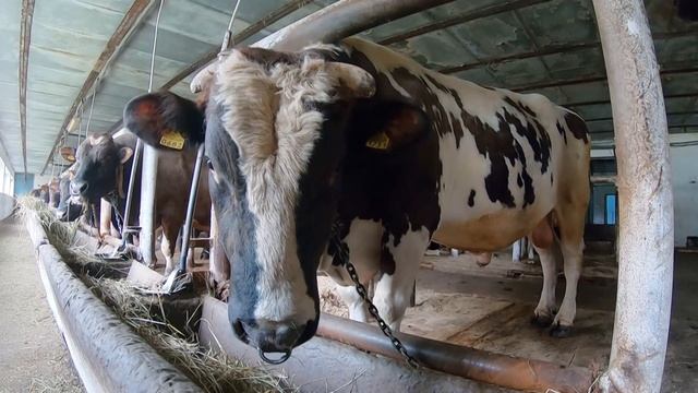 Преимущества и породные особенности айрширского скота и работа АО "Племпредприятии "Карельское" смотреть онлайн