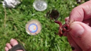 Как насадить червя и опарыша на крючок. How to put a worm and a maggot on a hook
