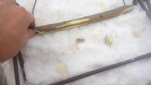 Установка проходного капкана под лёд. Ловим бобра зимой.