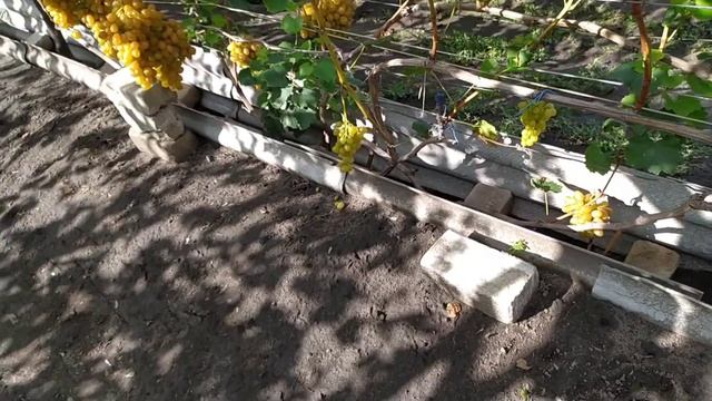 Виноград. Каналы. Сроки. Созревание винограда. Лора (Флора). смотреть онлайн