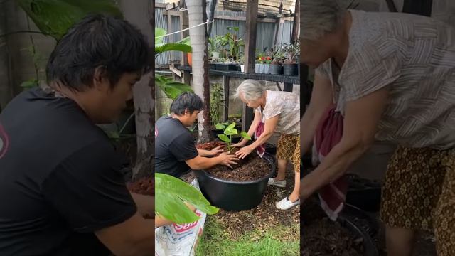 วิธีปลูก Alocasia Gageana Aura Variegated หูช้างด่างเหลือง กับ บอนกระดาษด่างขาว ลงกระถาง