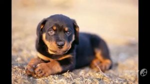 Austrian Black and Tan Hound Dog breed