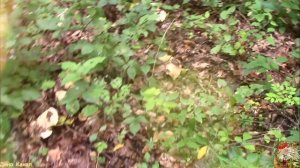 Сбор грибов в Адыгеи.Часть 3. Большое разнообразие грибов. Нашли Таинственный гриб - черную лисичку