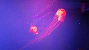 Музей медуз в Киеве: красивые, ядовитые и бессмертные медузы, рыбки с генами медуз