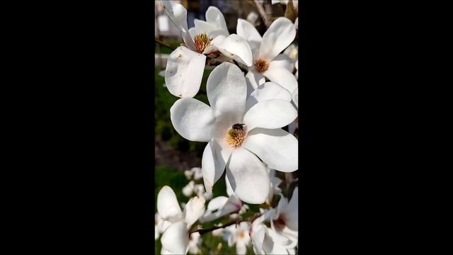 Как Цветет магнолия. Цветение магнолии. #Sorts