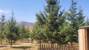 Лезгинка / Горы Кавказа / Lezginka 2022