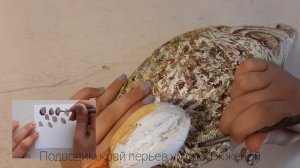 Покраска утиных чучел (самка кряквы?)/ Переделка старых вещей / DIY