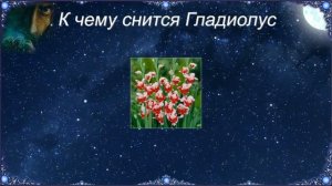 К чему снится Гладиолус (Сонник)