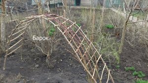 Формирующая обрезка роз весной. Результат