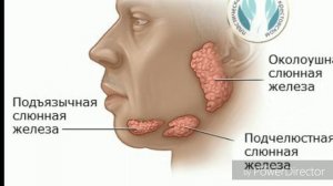Какие бывают слюнные железы. Терапевтическая стоматология. Вопросы экзаменаторов. №1.