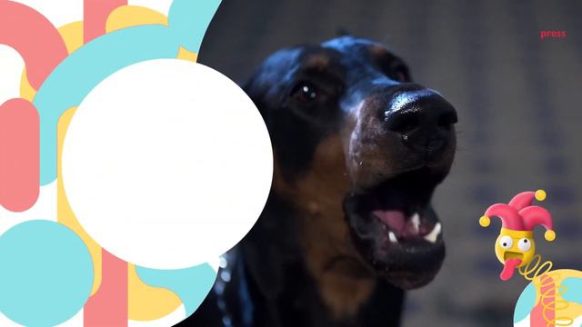 Dobermann Dog Jokes - Funny Jokes With Dobermann Pinscher! | PetPress смотреть онлайн