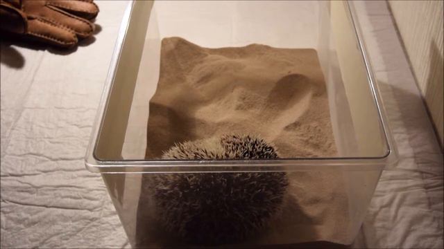 Ворсанофий купается в песочке. Hedgehog sandy bath смотреть онлайн