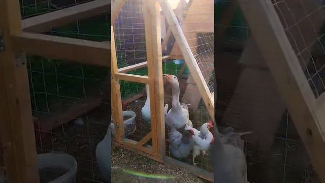 #гуси #деревня #животные #куры #огород #дача #live смотреть онлайн