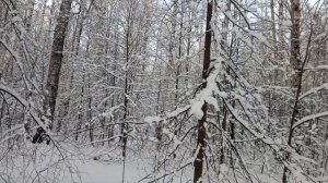 ДАЛИ ВИТАМИНЫ ОВЦАМ. НЕ МОГУ БЕЗ ЛЕСА. 🌲🌲🌲🌳🌳🌳