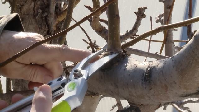 Весенние работы в саду смотреть онлайн