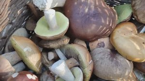 Куда улетают воздушные шарики и где они приземляются. Искал грибы, а нашел это...18092023.