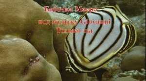7. Бабочка Маера под музыку Giovanni Только ты HD