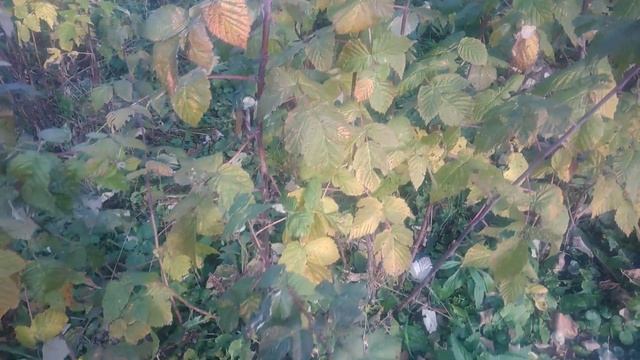 Обрезка ремонтантной малины осенью//Как обрезать малину,чтобы собирать урожай и летом и осенью смотреть онлайн