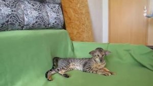 Philipp. Экстремальный ориентальный кот. 5 лет