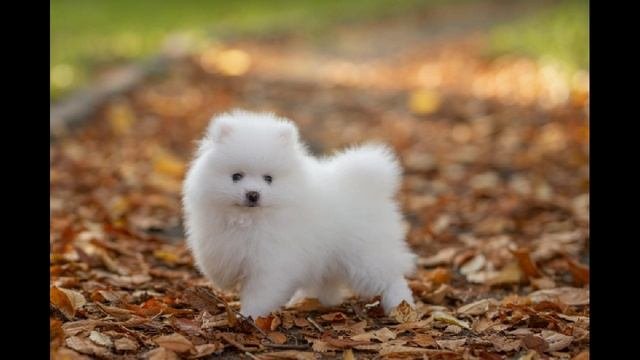 Померанский шпиц