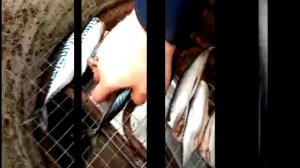 Коптильня из 200 литровой бочки своими руками