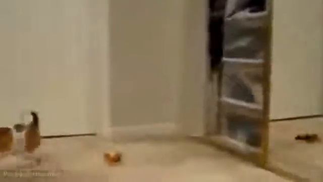 Испуги животных смотреть онлайн