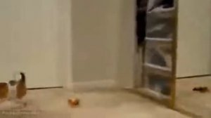 Испуги животных