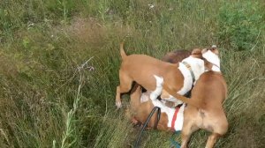 Американский стаффордширский терьер щенки. Прогулка утром.