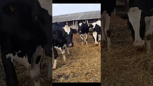 Продажа племенных нетелей породы Холмогор молочная порода