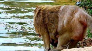 Very sadness baby Bobby walk with deep sad mom leave him alone, Bobby need mom come back to help hi