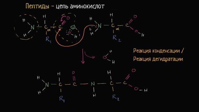 Образование пептидных связей (видео 9) | Макромолекулы | Биология смотреть онлайн